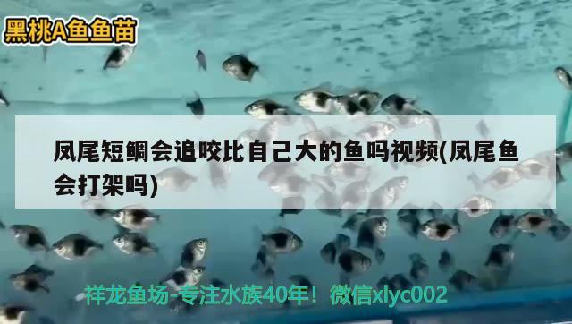 鳳尾短鯛會(huì)追咬比自己大的魚嗎視頻(鳳尾魚會(huì)打架嗎) 觀賞魚