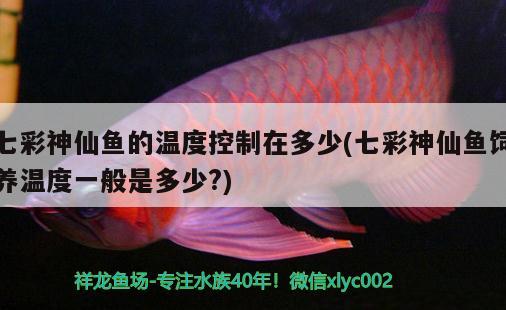 七彩神仙魚(yú)的溫度控制在多少(七彩神仙魚(yú)飼養(yǎng)溫度一般是多少?)