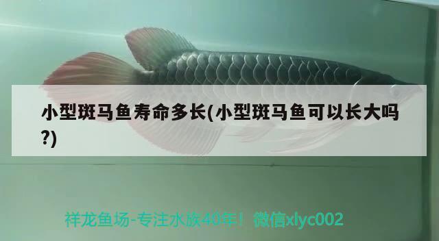 小型斑馬魚壽命多長(小型斑馬魚可以長大嗎?) 觀賞魚