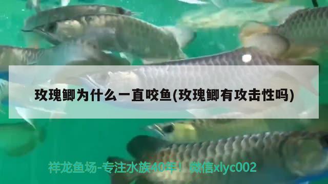 玫瑰鯽為什么一直咬魚(玫瑰鯽有攻擊性嗎) 觀賞魚