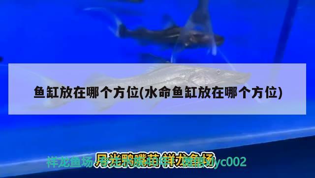 魚(yú)缸放在哪個(gè)方位(水命魚(yú)缸放在哪個(gè)方位) 白子紅龍魚(yú)