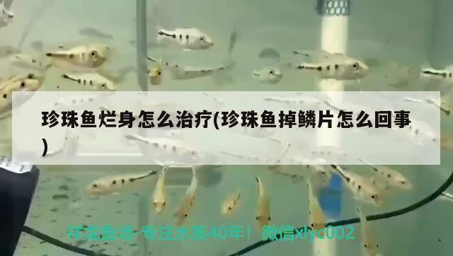 珍珠魚爛身怎么治療(珍珠魚掉鱗片怎么回事)