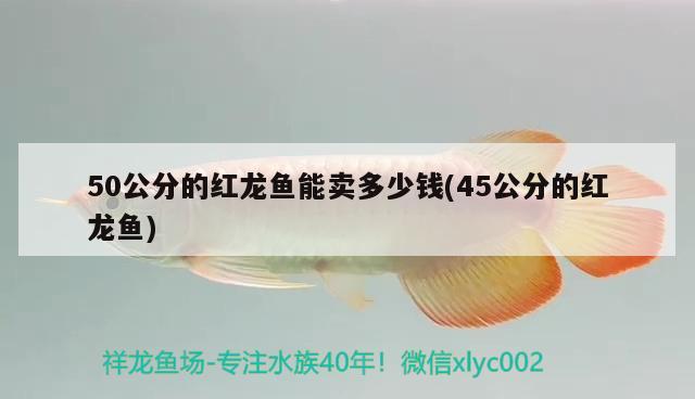 50公分的紅龍魚能賣多少錢(45公分的紅龍魚)