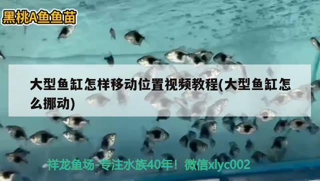 大型魚缸怎樣移動位置視頻教程(大型魚缸怎么挪動) 古典過背金龍魚