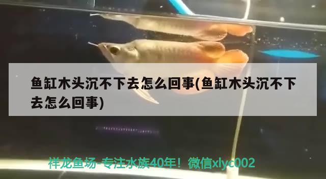 魚缸木頭沉不下去怎么回事(魚缸木頭沉不下去怎么回事)