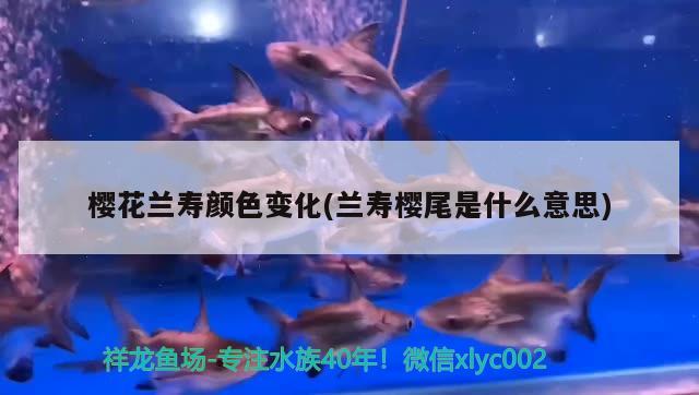 櫻花蘭壽顏色變化(蘭壽櫻尾是什么意思) 觀賞魚 第2張