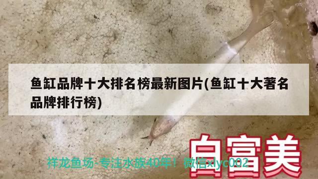 魚缸品牌十大排名榜最新圖片(魚缸十大著名品牌排行榜) 海水魚（海水魚批發(fā)）