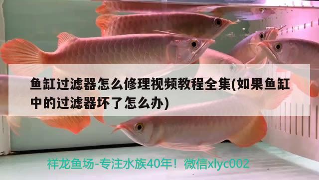 魚缸過濾器怎么修理視頻教程全集(如果魚缸中的過濾器壞了怎么辦) 養(yǎng)魚知識 第2張