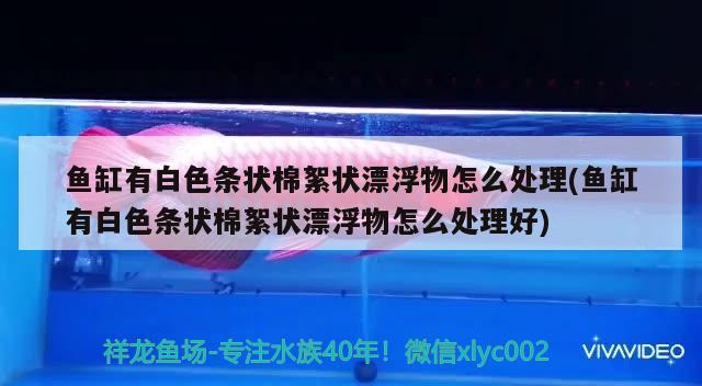 魚缸有白色條狀棉絮狀漂浮物怎么處理(魚缸有白色條狀棉絮狀漂浮物怎么處理好) 恐龍王魚