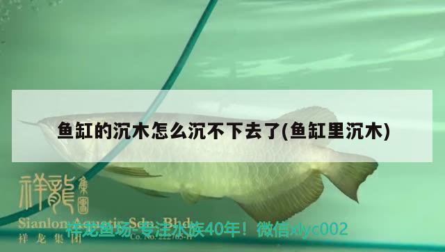 魚缸的沉木怎么沉不下去了(魚缸里沉木) 月光鴨嘴魚