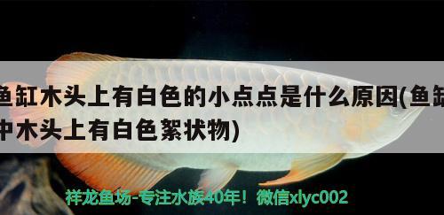 魚缸木頭上有白色的小點(diǎn)點(diǎn)是什么原因(魚缸中木頭上有白色絮狀物)