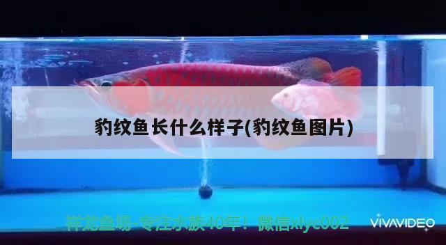 豹紋魚長什么樣子(豹紋魚圖片)