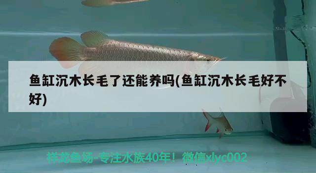 魚(yú)缸沉木長(zhǎng)毛了還能養(yǎng)嗎(魚(yú)缸沉木長(zhǎng)毛好不好)