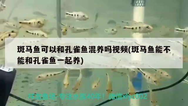 斑馬魚可以和孔雀魚混養(yǎng)嗎視頻(斑馬魚能不能和孔雀魚一起養(yǎng))