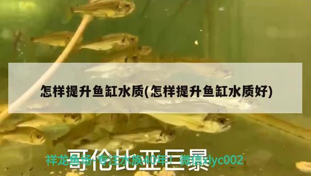 怎樣提升魚缸水質(zhì)(怎樣提升魚缸水質(zhì)好)