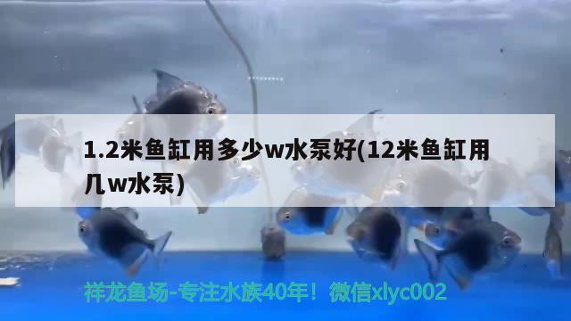 1.2米魚缸用多少w水泵好(12米魚缸用幾w水泵)