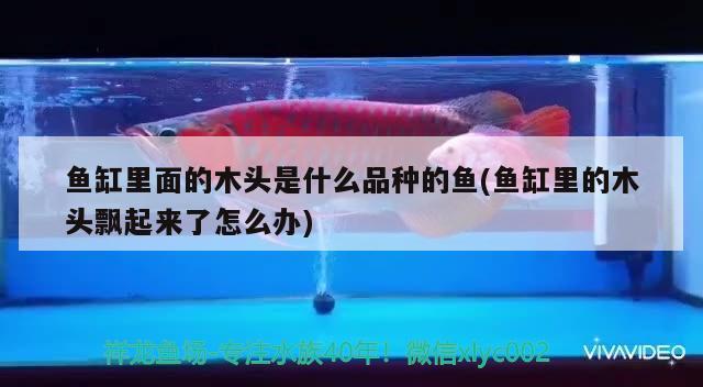 魚缸里面的木頭是什么品種的魚(魚缸里的木頭飄起來了怎么辦) 赤焰中國虎魚 第2張