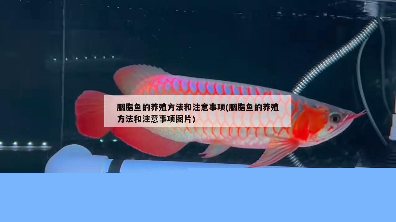 胭脂魚(yú)的養(yǎng)殖方法和注意事項(xiàng)(胭脂魚(yú)的養(yǎng)殖方法和注意事項(xiàng)圖片)