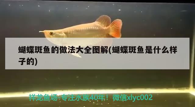 蝴蝶斑魚的做法大全圖解(蝴蝶斑魚是什么樣子的) 蝴蝶鯉