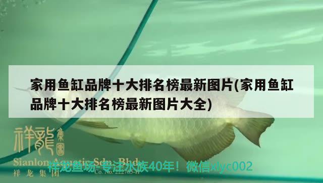 家用魚缸品牌十大排名榜最新圖片(家用魚缸品牌十大排名榜最新圖片大全) 高背金龍魚