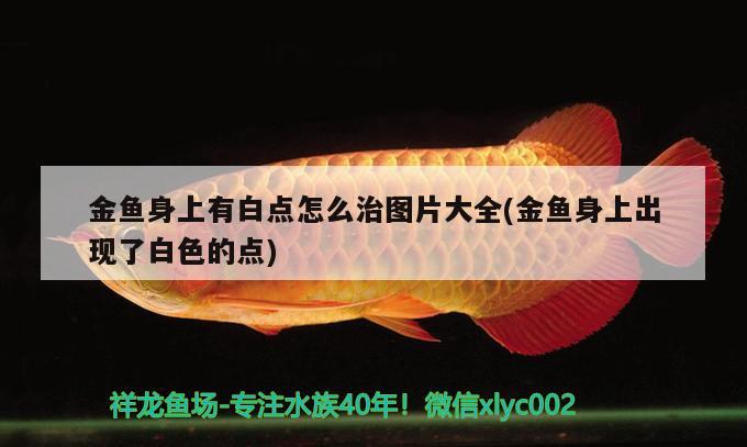 金魚(yú)身上有白點(diǎn)怎么治圖片大全(金魚(yú)身上出現(xiàn)了白色的點(diǎn)) 觀賞魚(yú)