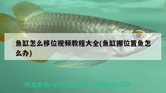 魚缸怎么移位視頻教程大全(魚缸挪位置魚怎么辦)