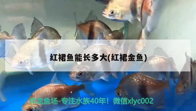 紅裙魚能長多大(紅裙金魚)