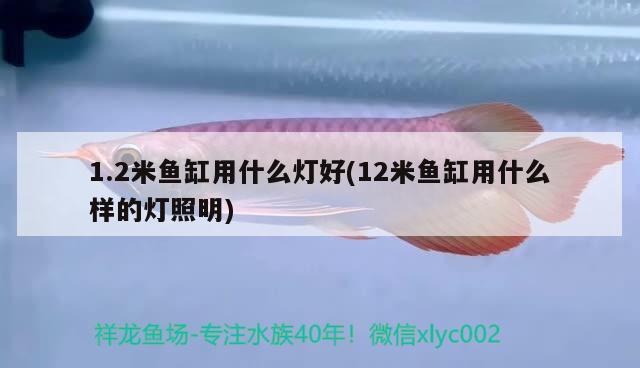 1.2米魚缸用什么燈好(12米魚缸用什么樣的燈照明) 野彩魚