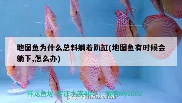 地圖魚為什么總斜躺著趴缸(地圖魚有時候會躺下,怎么辦)