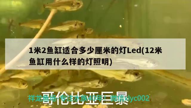 1米2魚(yú)缸適合多少厘米的燈Led(12米魚(yú)缸用什么樣的燈照明)