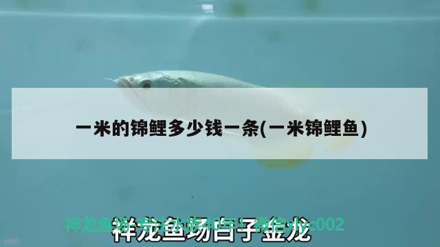 一米的錦鯉多少錢一條(一米錦鯉魚(yú)) 觀賞魚(yú)