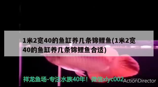 1米2寬40的魚缸養(yǎng)幾條錦鯉魚(1米2寬40的魚缸養(yǎng)幾條錦鯉魚合適) 紅白錦鯉魚 第1張