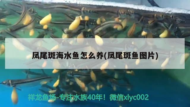 鳳尾斑海水魚怎么養(yǎng)(鳳尾斑魚圖片) 海水魚