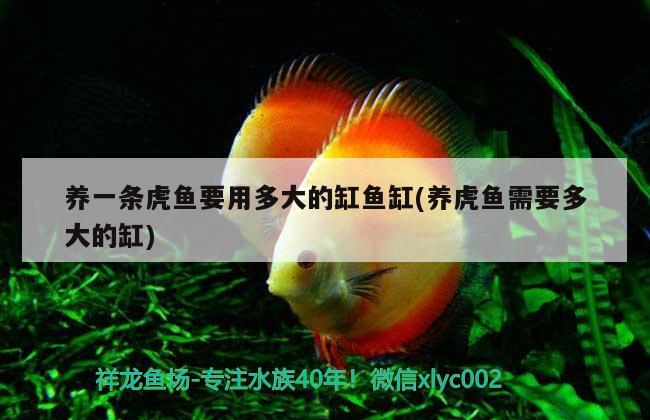 養(yǎng)一條虎魚要用多大的缸魚缸(養(yǎng)虎魚需要多大的缸) 虎魚百科