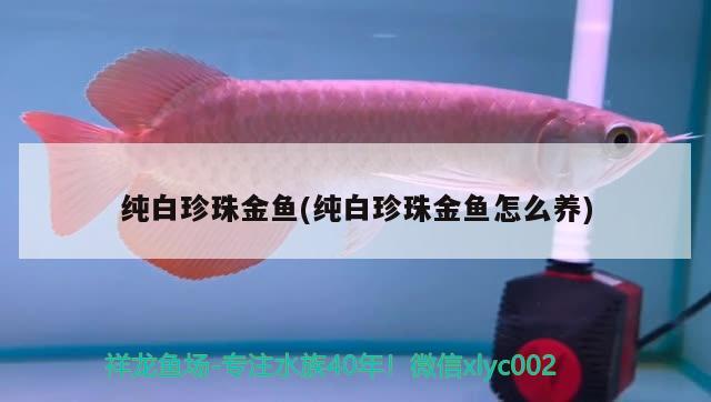 純白珍珠金魚(純白珍珠金魚怎么養(yǎng))