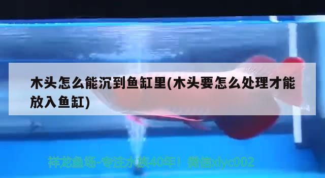 木頭怎么能沉到魚缸里(木頭要怎么處理才能放入魚缸)