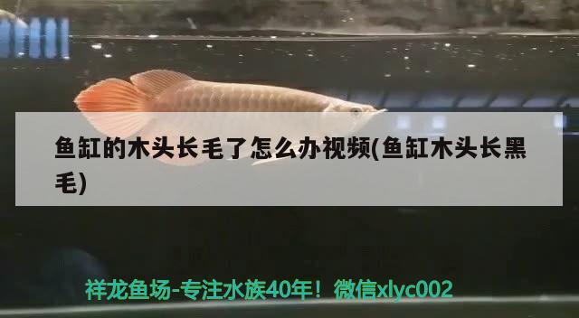 魚缸的木頭長毛了怎么辦視頻(魚缸木頭長黑毛) 藍帆三間魚