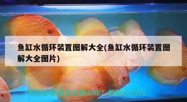 魚缸水循環(huán)裝置圖解大全(魚缸水循環(huán)裝置圖解大全圖片)