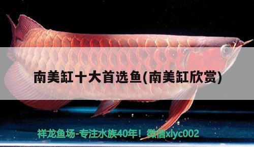 南美缸十大首選魚(南美缸欣賞) 觀賞魚