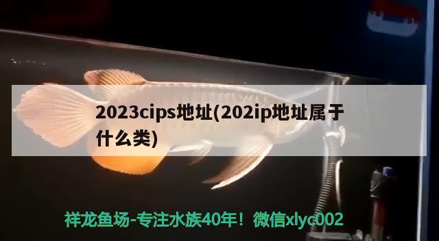 2023cips地址(202ip地址屬于什么類)