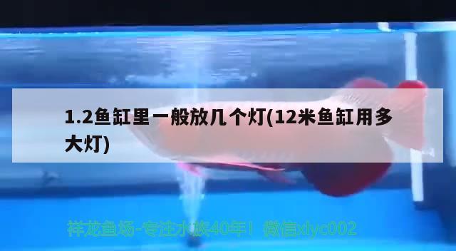 1.2魚缸里一般放幾個燈(12米魚缸用多大燈) 刀魚魚