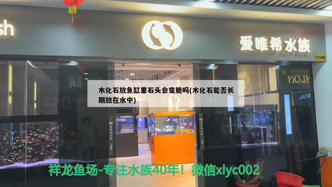 木化石放魚缸里石頭會變脆嗎(木化石能否長期放在水中) 非洲金鼓魚