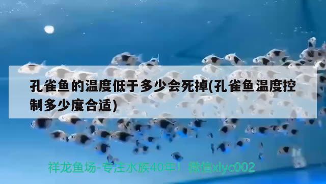 孔雀魚的溫度低于多少會死掉(孔雀魚溫度控制多少度合適)