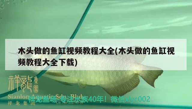 木頭做的魚缸視頻教程大全(木頭做的魚缸視頻教程大全下載) 黃金鴨嘴魚