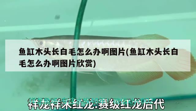 魚缸木頭長白毛怎么辦啊圖片(魚缸木頭長白毛怎么辦啊圖片欣賞)