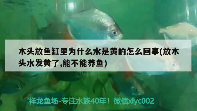 木頭放魚缸里為什么水是黃的怎么回事(放木頭水發(fā)黃了,能不能養(yǎng)魚)