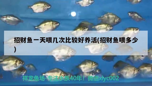 招財(cái)魚一天喂幾次比較好養(yǎng)活(招財(cái)魚喂多少)