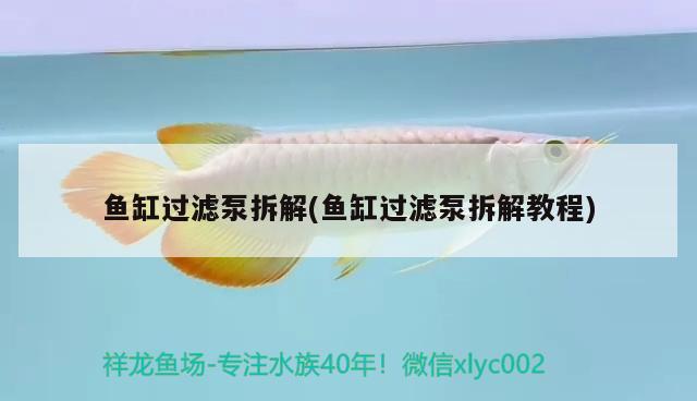 魚(yú)缸過(guò)濾泵拆解(魚(yú)缸過(guò)濾泵拆解教程) 龍魚(yú)批發(fā)