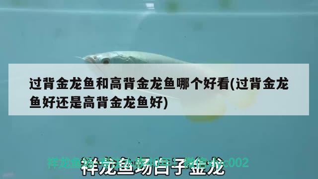 過背金龍魚和高背金龍魚哪個好看(過背金龍魚好還是高背金龍魚好) 高背金龍魚