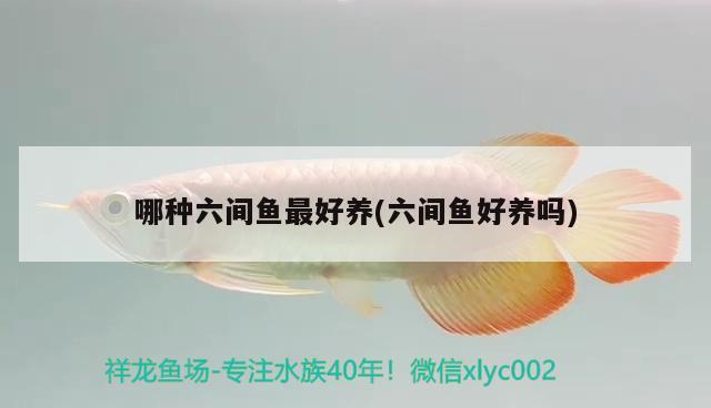 哪種六間魚最好養(yǎng)(六間魚好養(yǎng)嗎) 觀賞魚